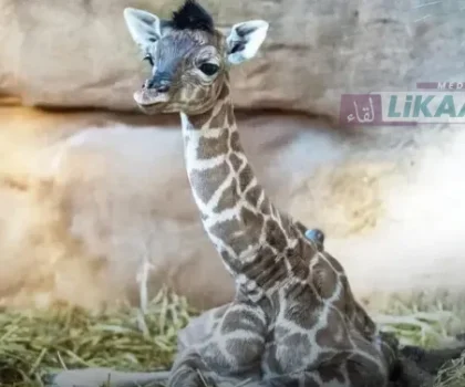 ولادة أول زرافة بالمغرب بحديقة “دريم فيلاج” بالمحمدية