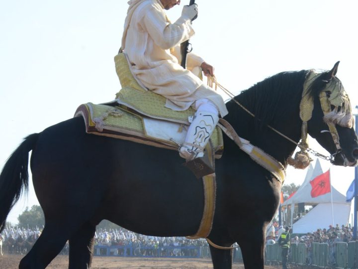 من عشق الخيل إلى قيادة السربة.. قصة رضوان المجذوب
