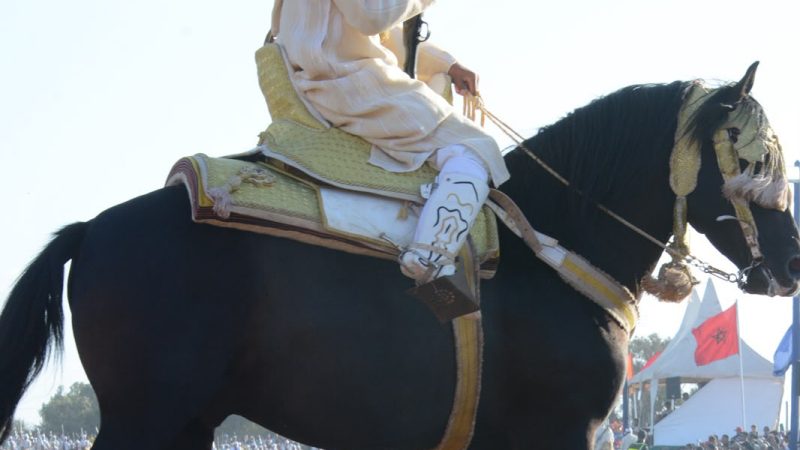 من عشق الخيل إلى قيادة السربة.. قصة رضوان المجذوب